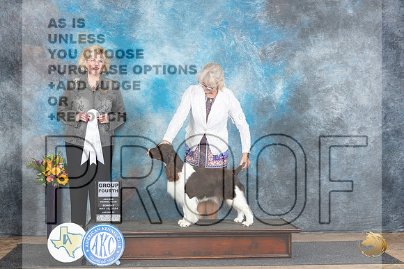 English Springer #6 Su G4 Judge Vicki Abbott__JP_0036_Abilene_2024_HR3