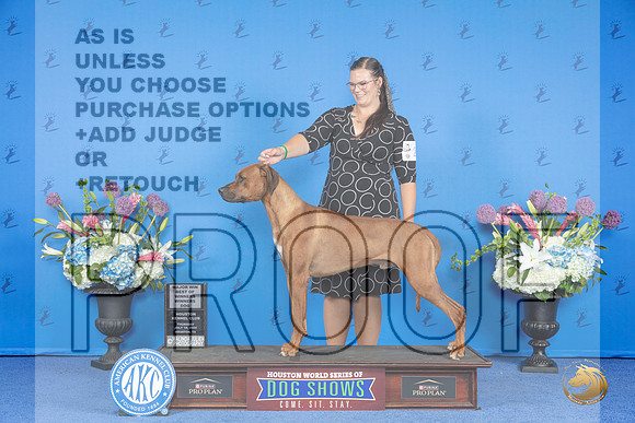 Rhodesian Ridgeback #15 THUR WD BOW M Judge Debbie Freeman__JP_8472_Houston_2024_HR3