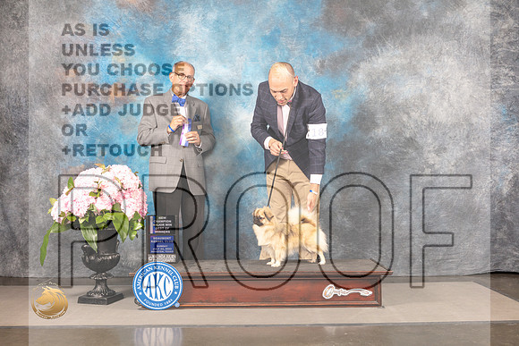 Tibetan Spaniel #14 SUN WB BOW NCH Major Judge Luis Sosa_MJ_7960_Houston_2022_HR3