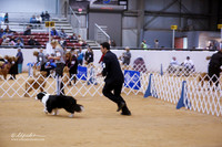 Border Collie #14 Sun Holcomb Paula Agent Brian Livingston Ring