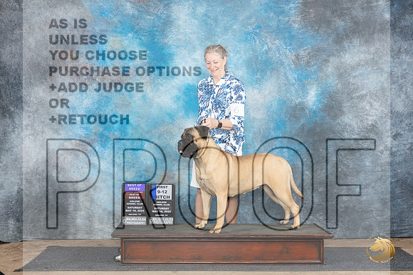 Bullmastiff #6 Sat 9121stWBBOBOHBOB Judge Sharol Candace Way__JP_9698_Abilene_2024_HR3