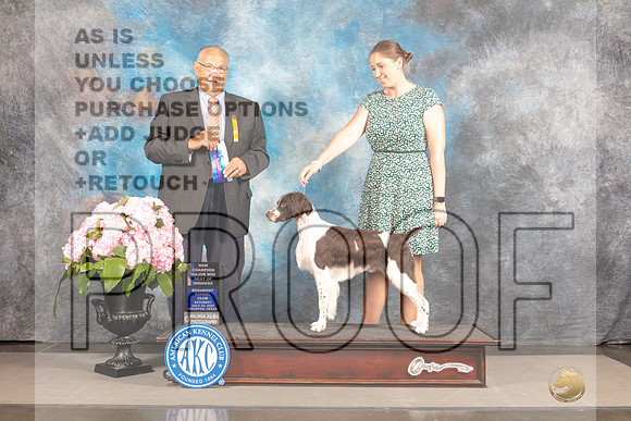Brittany #9 Sat BOW Judge John Wade-_MJ_7326e_Hstn2022-HR3