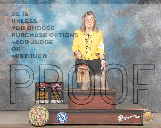 Yorkshire Terrier #9 Thurs BOSOHBOB Judge Barbara Alderman rMMJ_5182_Mdlnd2022_HR3
