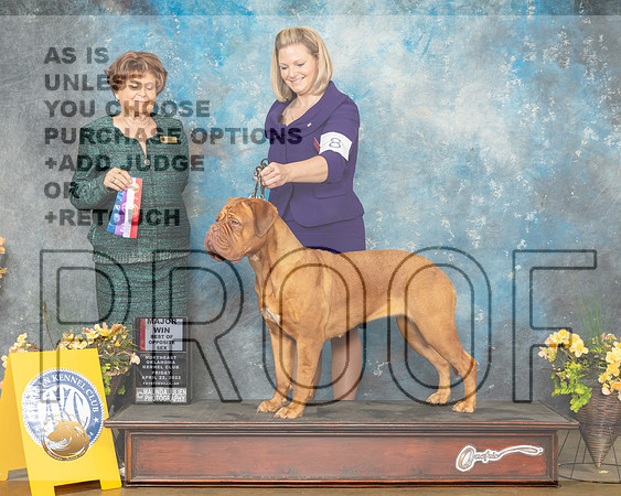Dog de Bordeaux #8 Fri WBBOS Judge Carol Jean Nelson-MMJ_9468-NWARK2022-HR3