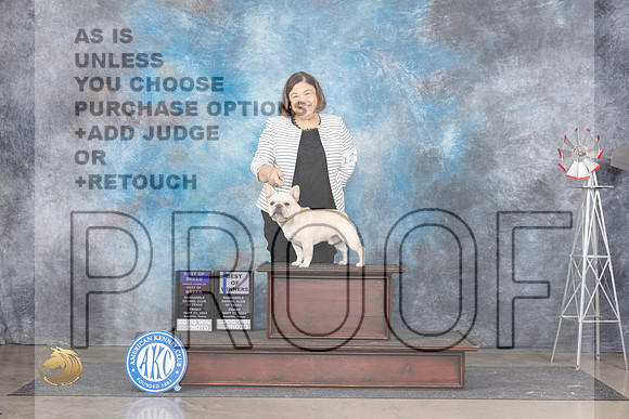 French Bulldog #15 Fri BOBOHBOBBOW Judge Denise Dean r__JP_6523_Amarillo_2024_HR3
