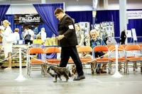 Miniature Schnauzer Thurs Ring