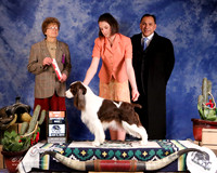 Spaniel English Springer #12 Sun BOS Petter Sharon  and Dan Sena DDS Judge P Trotter