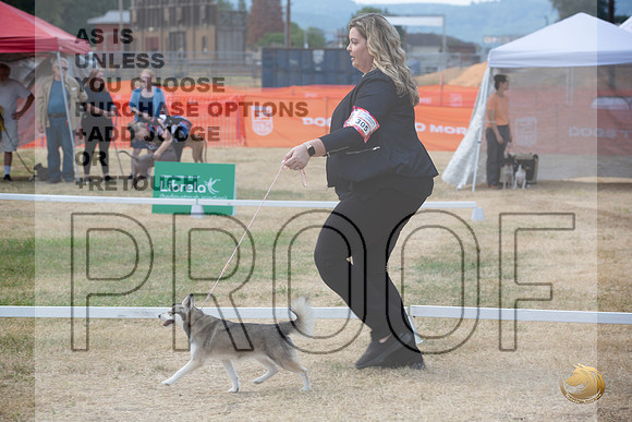 Ringside Longview WA 2024 Alaska Klee Kai #305_JJL_3527_Longview WA_2024_HR3