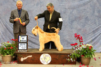 WP Soft Coated Wheaten Fri BOB #7
