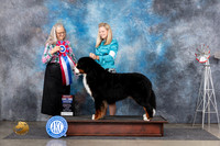 Bernese Mountain Dog #5 Fri BIS Judge Denise Dean