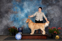Golden Retriever #23 Fri WDM Judge Victor Rosado