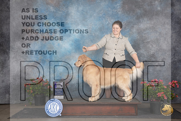 Golden Retriever #23 Fri WDM Judge Victor Rosado__JP_5218_San Antonio_2024_HR3