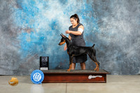 Doberman Pinscher #10 Thur PBOB Judge Elizardo Valadez