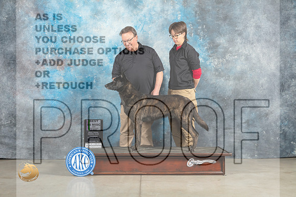 Dutch Shepherd #35 Thur BMISCOM Judge Elizabeth Muthard_MJ_0256_Midland2023_HR3