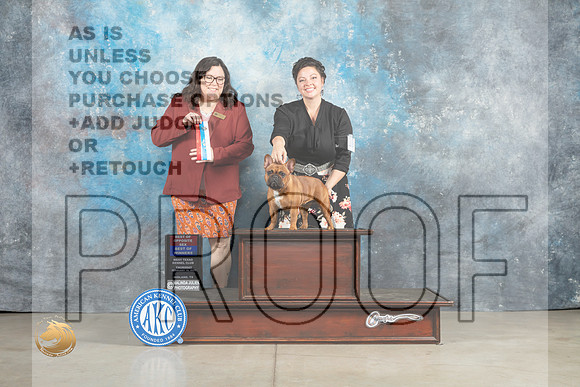 French Bulldog #10 Thur BOWBOS Judge Sherry Patton_MJ_0262_Midland2023_HR3