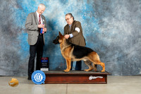 German Shepherd Dog #9 Thurs BOWBOS Judge Jon Cole