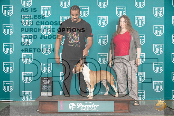 Bull Terrier #1414 Sat BOWCH Judge Carianna Glenn__JP_3279_Premier_2024_HR3
