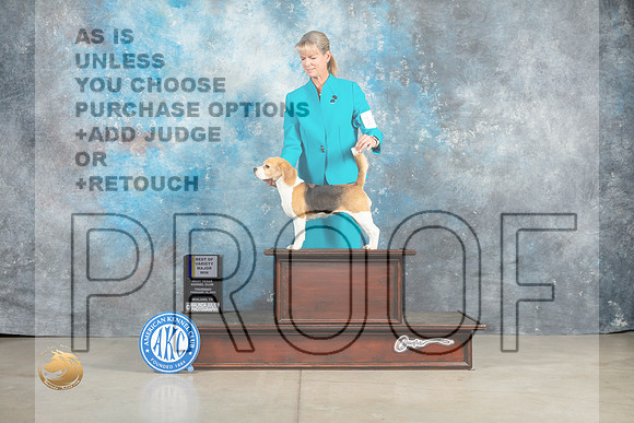 Beagle 15%22 #10 Thur BOVWB Judge Judy Brown_MJ_0355_Midland2023_HR3