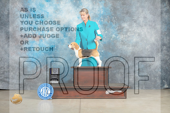 Beagle 15%22 #10 Thur BOVWB Judge Judy Brown_MJ_0354_Midland2023_HR3