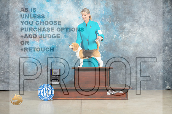 Beagle 15%22 #10 Thur BOVWB Judge Judy Brown_MJ_0352_Midland2023_HR3