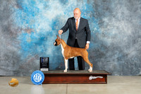 Boxer #16 Thurs BOWWB Judge Elizardo Valadez
