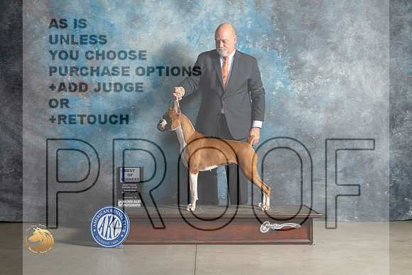 Boxer #16 Thurs BOWWB Judge Elizardo Valadez_MJ_0300_Midland2023_HR3