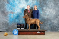 Chesapeake Bay Retriever #8 Thur BOBOHBOB Judge Charles Olvis