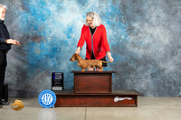 Dachshund Wirehaired #19 Thur WD Judge Elizabeth Muthard