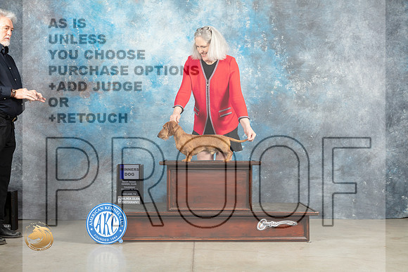 Dachshund Wirehaired #19 Thur WD Judge Elizabeth Muthard _MJ_0317_Midland2023_HR3
