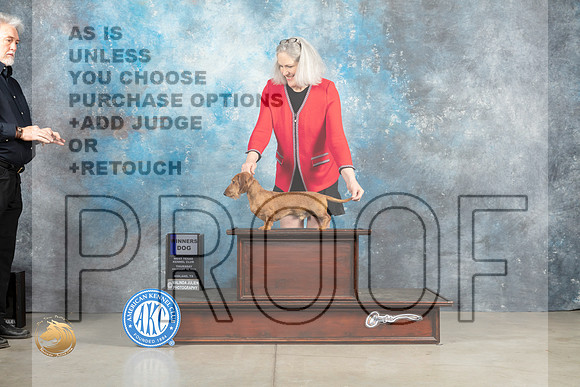 Dachshund Wirehaired #19 Thur WD Judge Elizabeth Muthard _MJ_0318_Midland2023_HR3