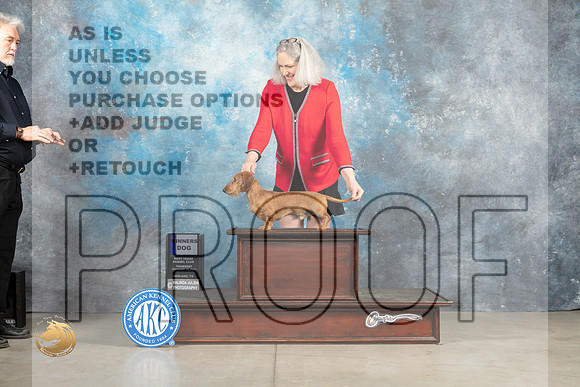 Dachshund Wirehaired #19 Thur WD Judge Elizabeth Muthard _MJ_0319_Midland2023_HR3