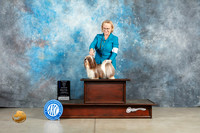 Havanese #24 Thur BOWWBMJ Judge Elizabeth Muthard