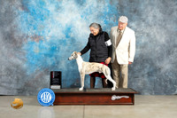 Whippet #5 Thur WD Judge Elizabeth Muthard