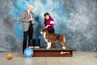 Australian Shepherd #23 Thur BOWWDBP Judge Jon Cole