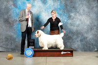 Clumber Spaniel #5 Thur G4 Judge Jon Cole