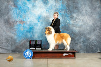 Collie Rough #8 Thur WBBOSBBE Judge Jon Cole