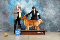 Golden Retriever #7 Thur G3 Judge Jon Cole