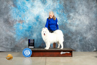 Samoyed #16 Thur WB Judge  Elizardo Valadez