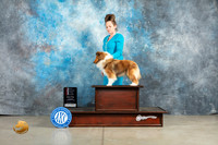 Shetland Sheepdog #40 Thur WBBOSM Judge Jon Cole