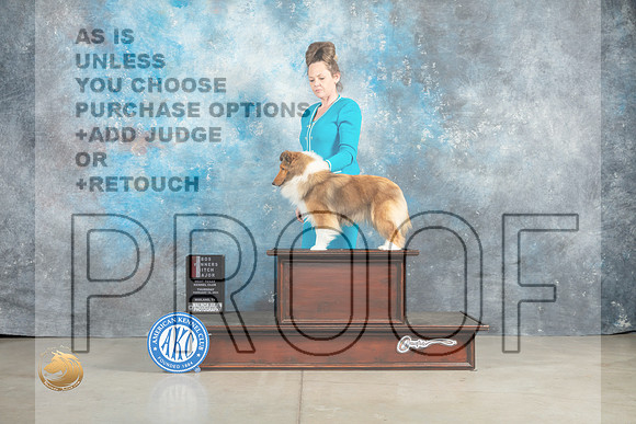Shetland Sheepdog #40 Thur WBBOSM Judge Jon Cole_MJ_0380_Midland2023_HR3