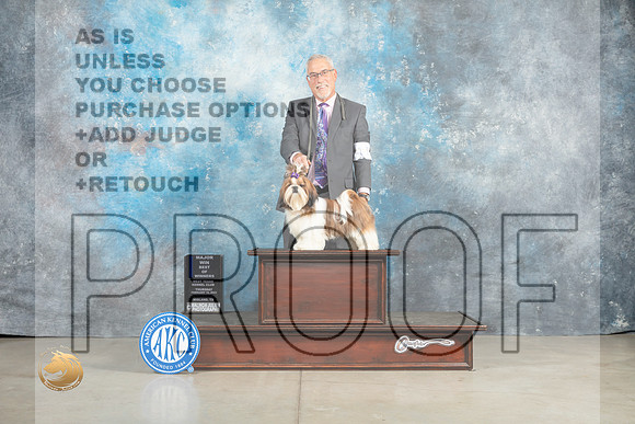 Shih Tzu #11 Thur BOWM Judge Elizabeth Muthard _MJ_0375_Midland2023_HR3