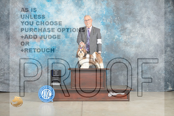 Shih Tzu #11 Thur BOWM Judge Elizabeth Muthard _MJ_0376_Midland2023_HR3