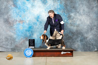 Basset Hound #5 Thur OHG1 Judge Judith Brown