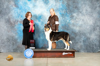 Collie Smooth #5 Thur G3 Judge Elizabeth Muthard