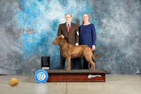 Chesapeake Bay Retriever #8 Thurs OHG1 Judge Judith Brown