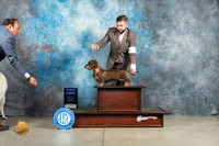 Dachshund Wirehaired #18 Thur G1 Judge Elizardo Valadez