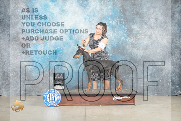 Doberman Pinscher #10 Thur PG4 Judge Judith Brown_MJ_0525_Midland2023_HR3