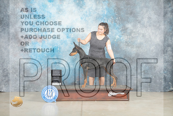 Doberman Pinscher #10 Thur PG4 Judge Judith Brown_MJ_0527_Midland2023_HR3