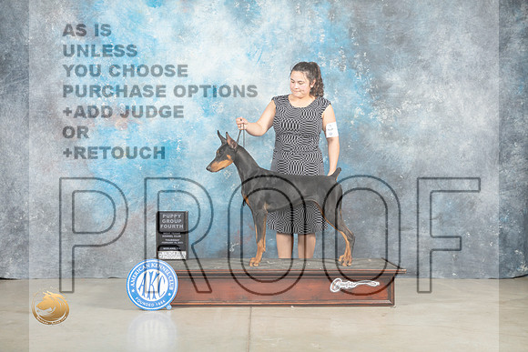 Doberman Pinscher #10 Thur PG4 Judge Judith Brown_MJ_0532_Midland2023_HR3