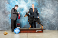 Doberman Pinscher #9 Thur G2 Judge Charles Olvis